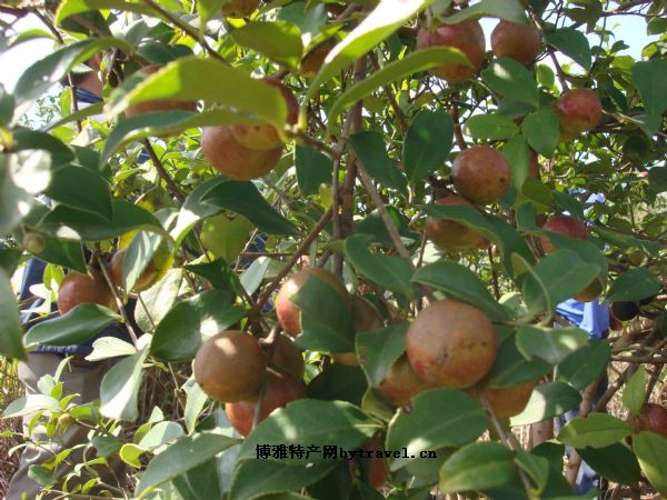 平江油茶