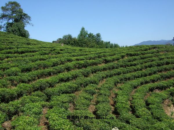 五华茶叶