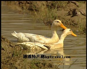 灰汤汤鸭