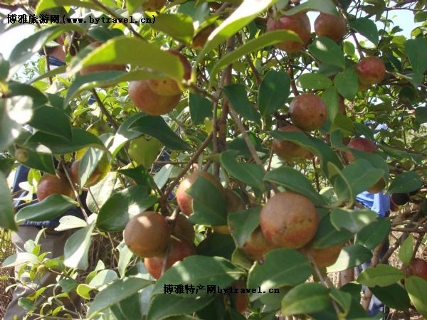 耒阳油茶