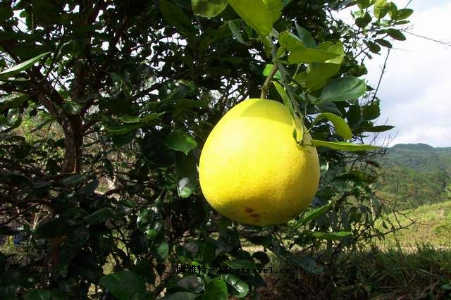 猪血稀饭、菊花心和金香柚