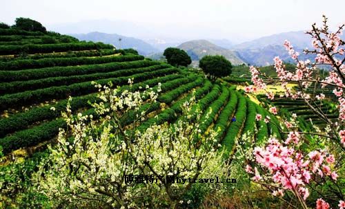 寿宁高山乌龙茶