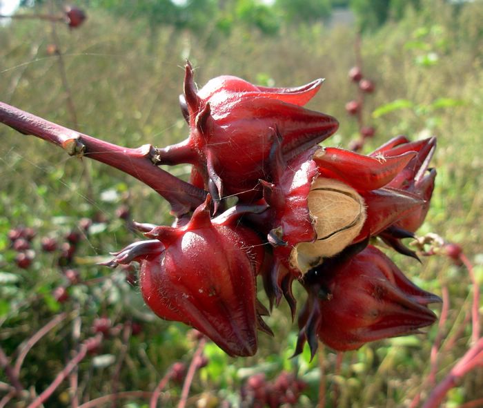 玫瑰茄